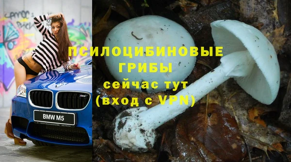 прущие грибы Абаза